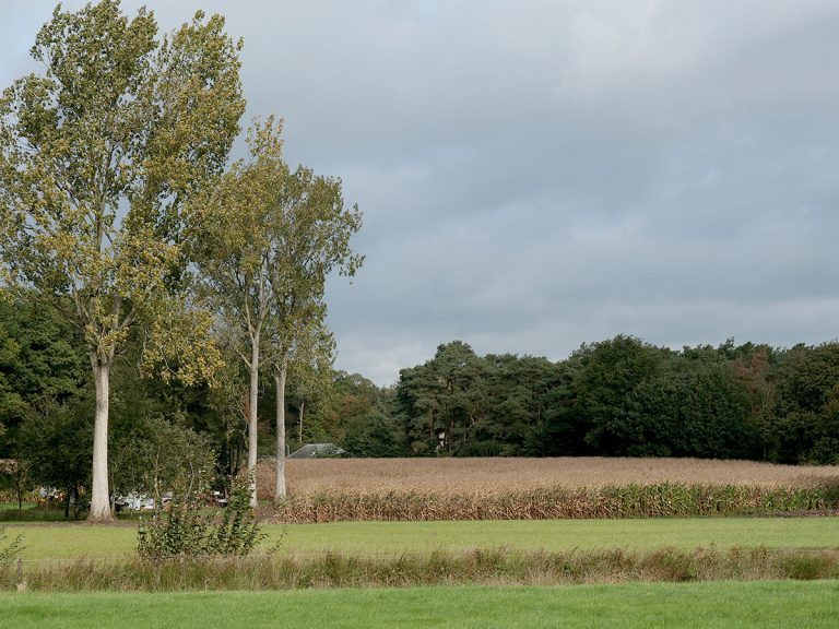 Trees and green field in Flanders