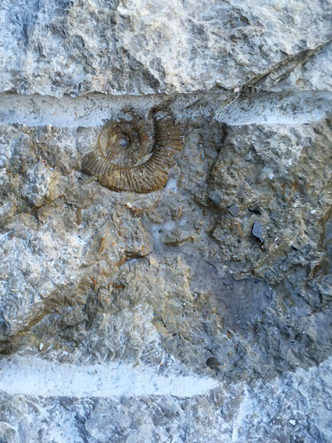 Shell in brick wall