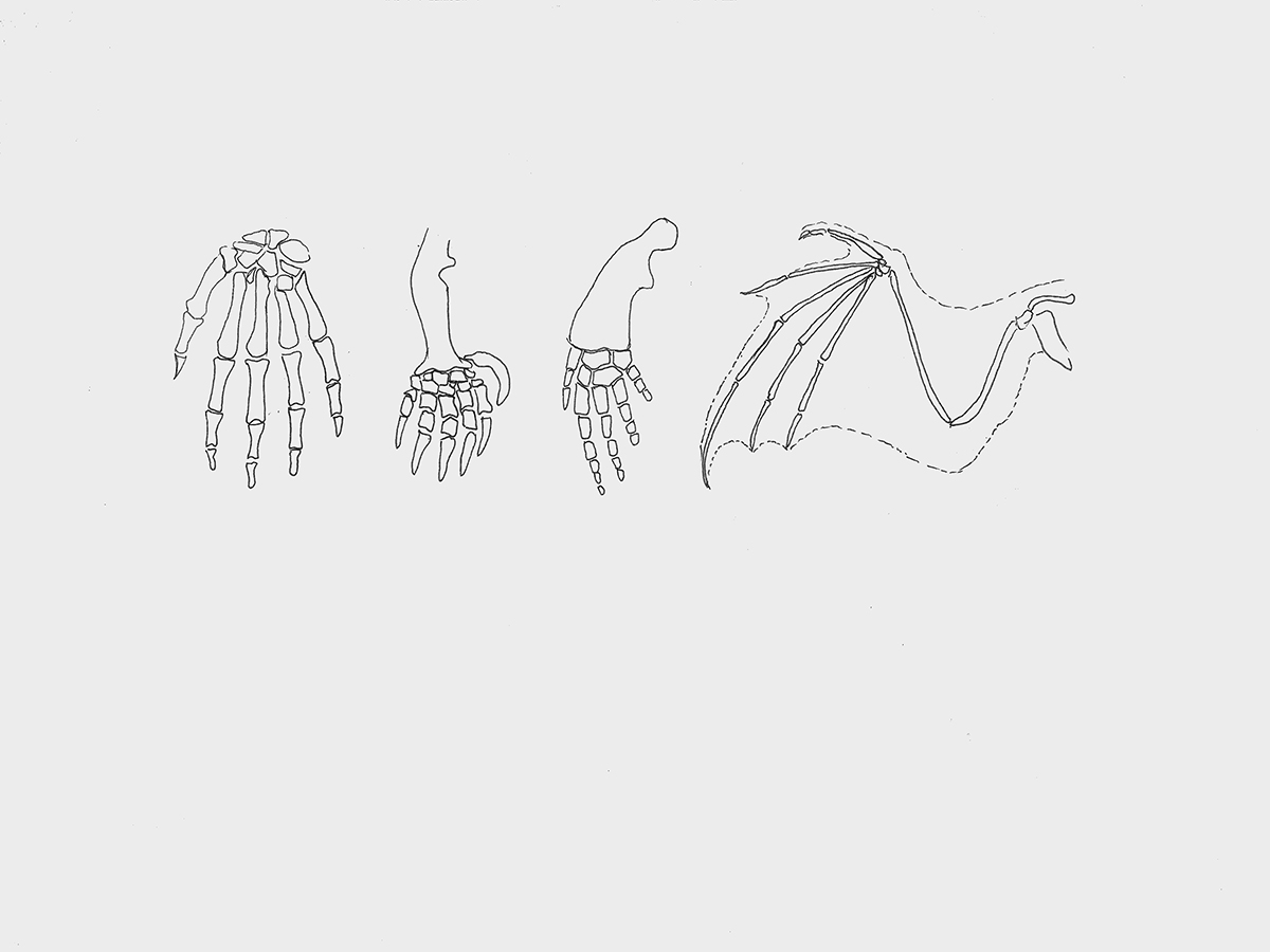 Line sketches of the human hand, the paw of the mole, the paddle of a porpoise and the wing of a bat